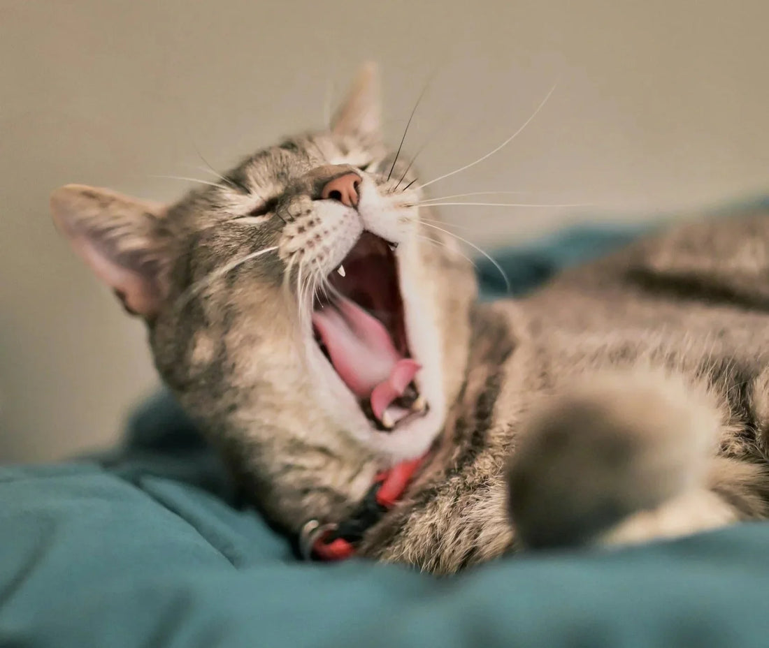 Fighting Fatigue