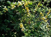 Agrimony Loose herb