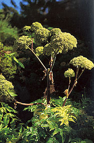 Angelica (root) loose herb